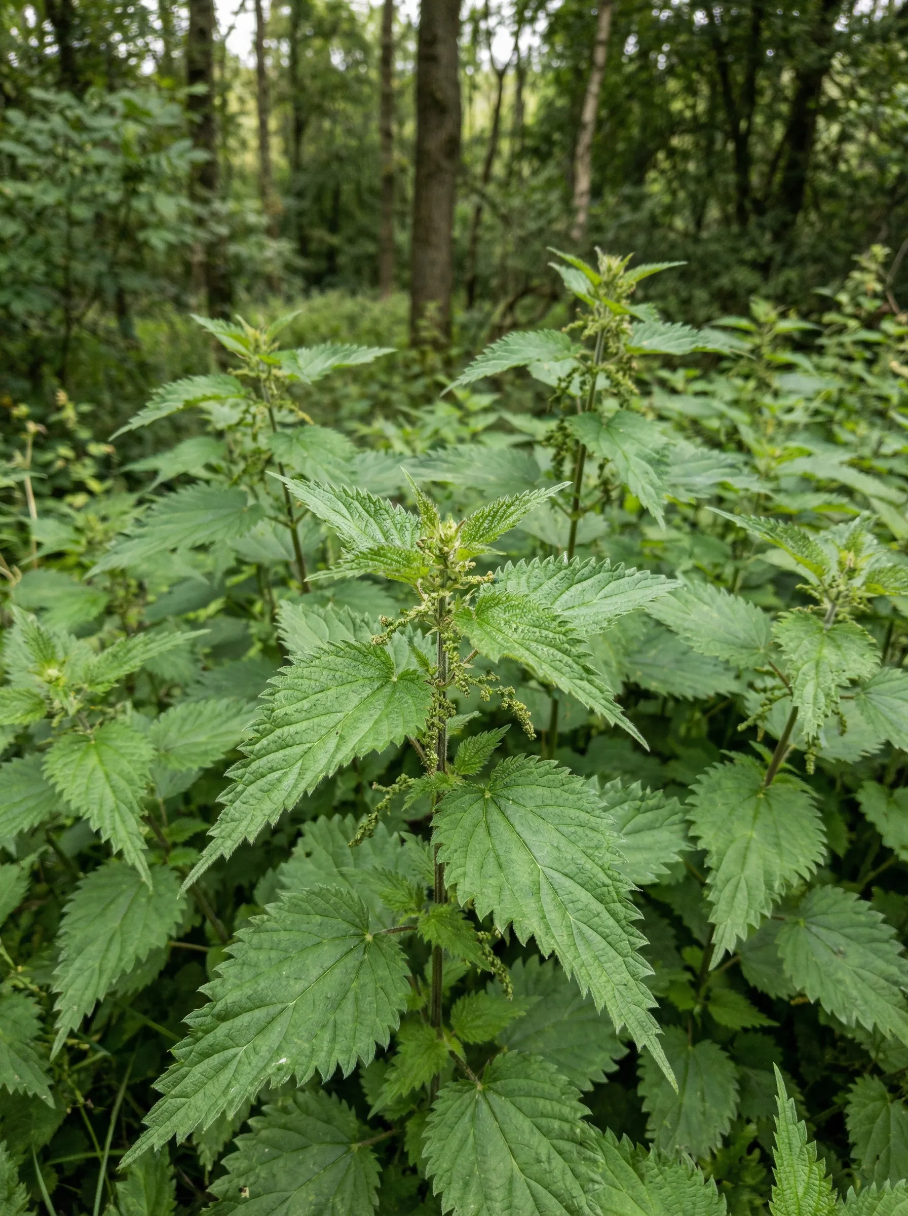 Stinging Nettle growing in the wild